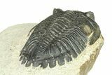 Hollardops Trilobite Fossil - Ofaten, Morocco #287464-4